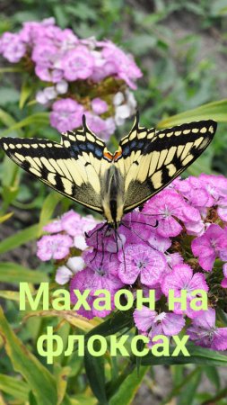 Чудесная бабочка махаон на флоксах