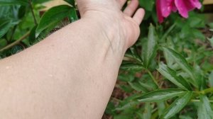 Пион вероятно 'Эволюшн', подвой от древовидного.