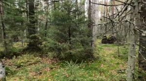 Прогулка по осеннему лесу