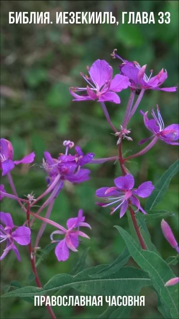ЕСЛИ ОБРАТИШЬСЯ ОТ ГРЕХА - БУДЕШЬ ЖИВ! смотреть онлайн