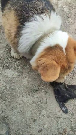 Наш помощник/ Строительство #construction #стройка #animals