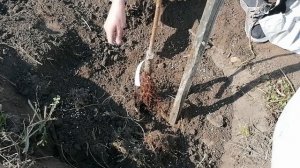 Как правильно сажать плодовые деревья