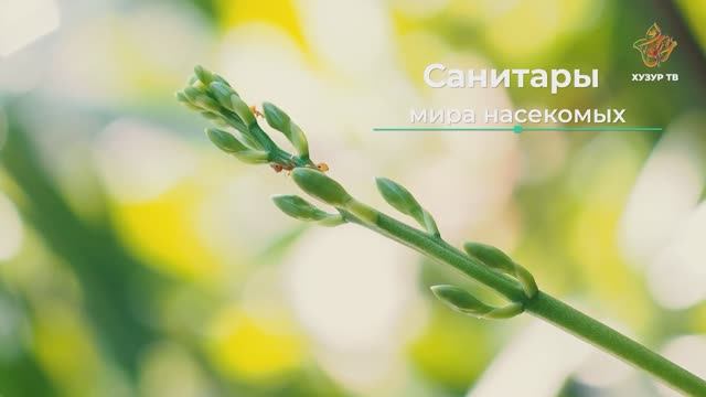 Санитары мира насекомых | Чудеса сотворения. Мир насекомых