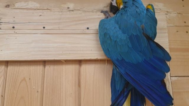 Обзор синего попугая 🦜 ара смотреть онлайн