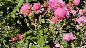 ... Блаженный летний день... Регион Южный Урал.