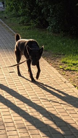 #собачки #reels #short #shorts #marfo #shortvideo #shortsvideo #dog #dogs #doglife #dogshorts #happy