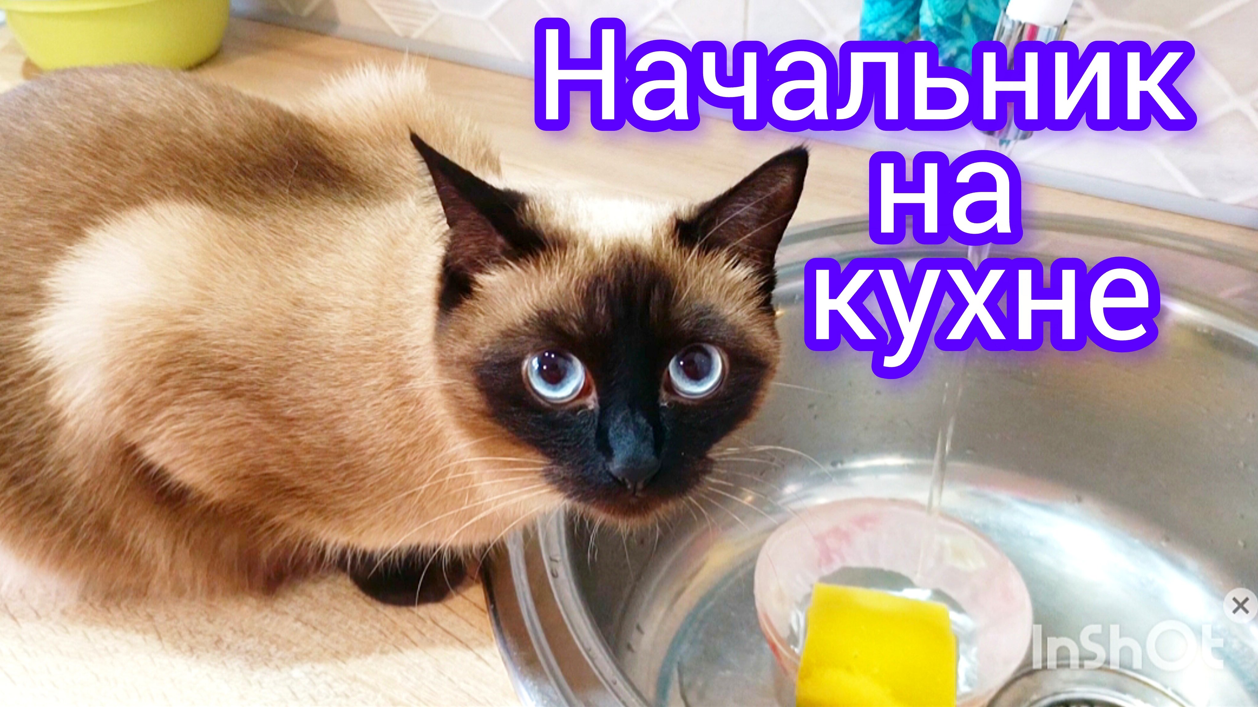 Смешная🐱кошка😂Ладушка #смешныекоты #котики #cat's #прикольные котики