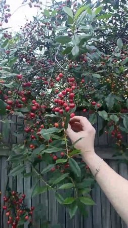 Соседская 🍒 вишня
