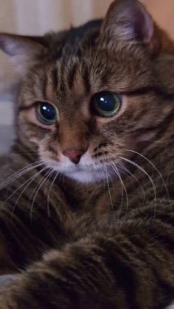Любовный треугольник ❤️🙀😉🤣👍🚀