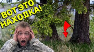 ДЕНЕЖНОЕ Место под Деревом на ПЛЯЖЕ, Находка за Находкой, аж УСТАЛ Копать!!!