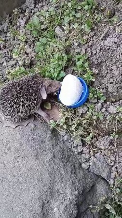 ëжики едят