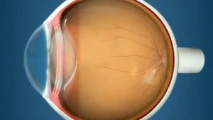 004 Строение глаза