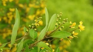 ФУТАЖ Цветы