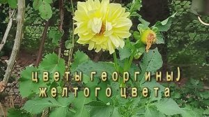 георгины