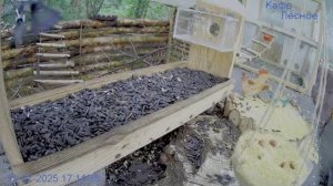 Птенец сороки уже большой но требует чтобы его кормили
