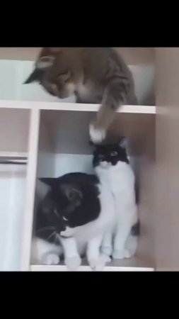 Несправедливость