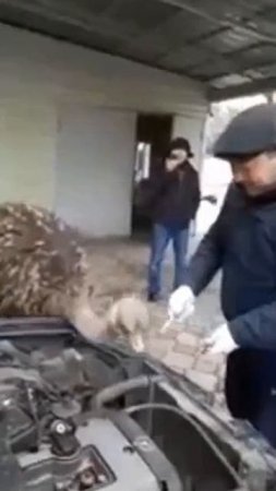 Страус автомеханик