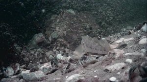 1000046828.mp4Волга гл.5м.21.07.2025г.