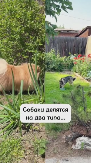 А вы любите дачу?