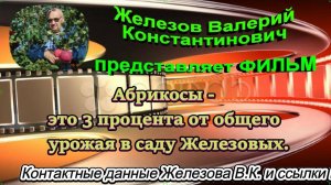 Абрикосы - это 3 процента от общего  урожая в саду Железовых.