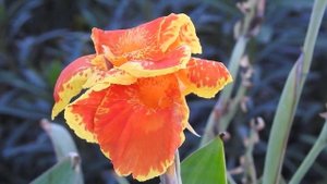 ФУТАЖ Цветы