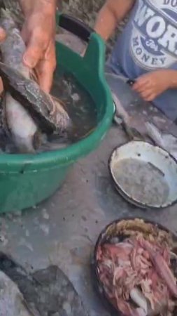ЩУЧКИ УЛОВ