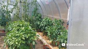 Наши 8,4 сотки 🏡Первый урожай цветной капусты и первый томат🍅