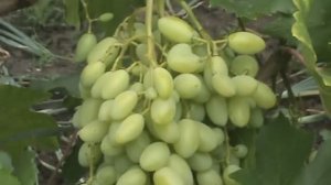 Виноград. Полив, подкормки и защита от болезней и вредителей