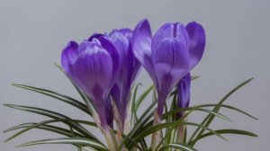 ФУТАЖ  Crocus