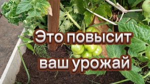 Подкормка для урожайности 💯