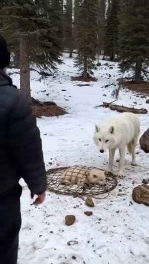 Попросил человека помочь.mp4