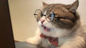Весёлые зверята — нарезка смешных видео с животными 😂🐶🐱
