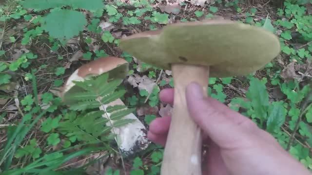 Грибы пошли!!!! смотреть онлайн