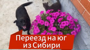 622ч🏡19.07.25-Заливаем пол в сарае//Сядет-не сядет//Построила стену//Покупки для сада //