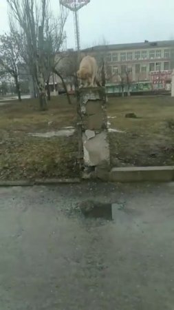 🐶