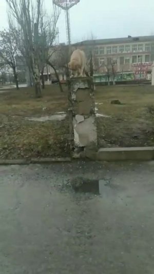 🐶