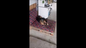 Собака. Кот. Том и Кос