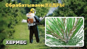 Обработка растений от вредных насекомых. Хермес на кедре.