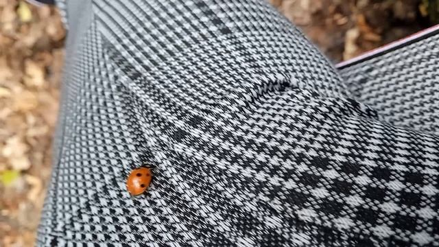 🐞🐞🐞🐞🐞🐞🐞🐞