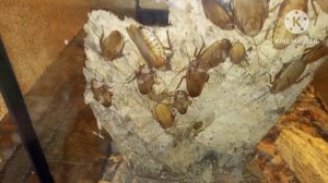 Воронежский зоопарк