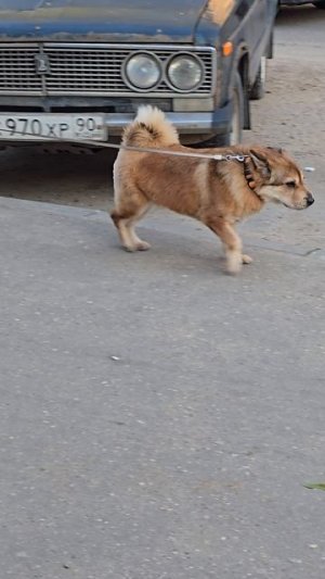 #собачки #reels #short #shorts #margo #shortvideo #shortsvideo #dog #dogs #doglife #dogshorts #happy