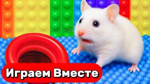 ЛАБИРИНТ С ЛОВУШКАМИ ДЛЯ ХОМЯКА ! БОЛЬШОЙ ЛАБИРИНТ С ХИТРЫМИ ЛОВУШКАМИ 🐹