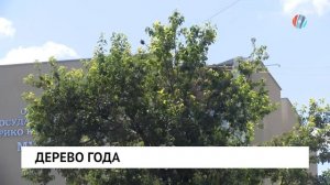Дерево года