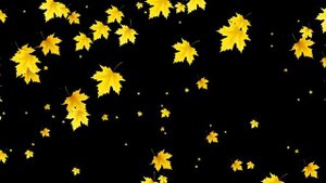 ФУТАЖ  Красивый осенний листопад