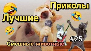 Самые смешные видео с животными №25.😂😂😂 Лучшие приколы коты и собаки. 😆 Смеялся до слез. 🤣🤣🤣