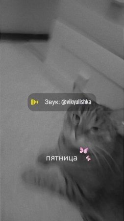 котик