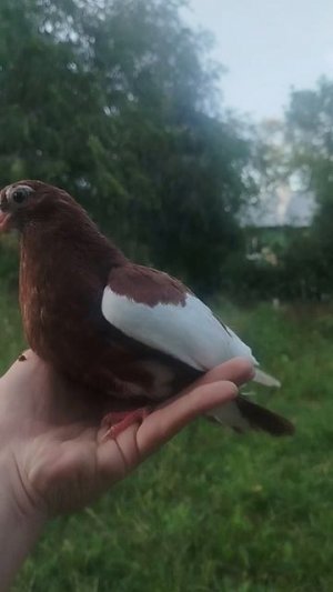 Курский Турман 89677267559