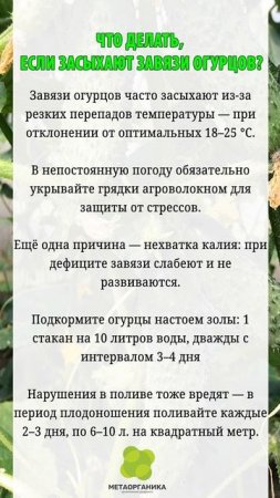 Что делать, если засыхают завязи огурцов