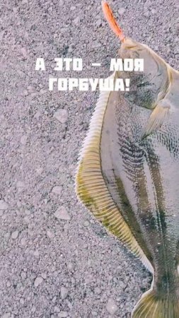Короче блесна - тасман тыква работает!🤪🐟🎣🌊 #nastikae #fishing #рыбалка #камбалэйло