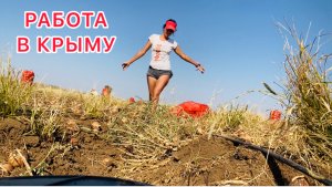 Уборка лука 🧅 Работа с ЦЫГАНАМИ 😠 треш